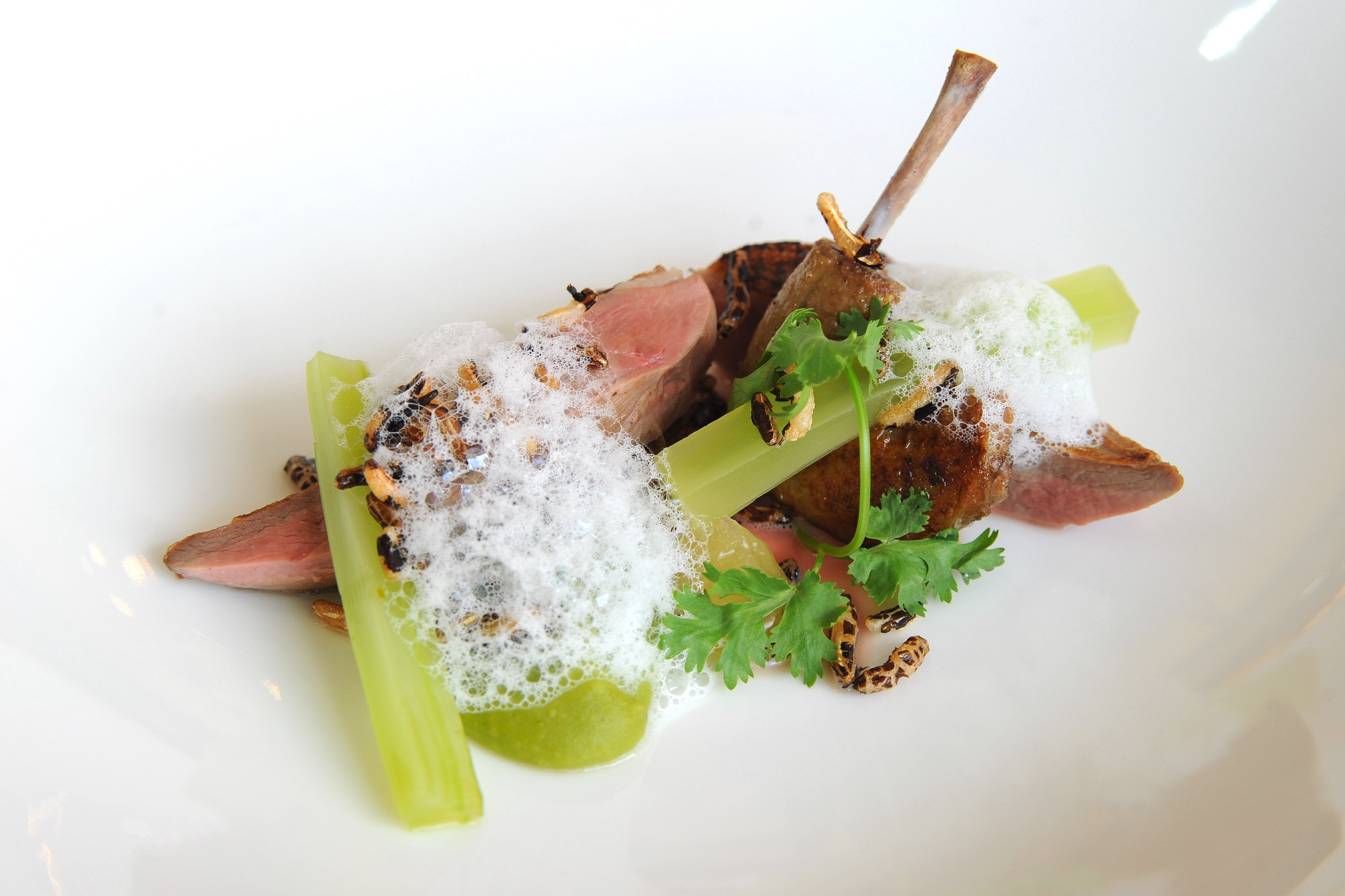 ryste Grudge raid SOUS VIDE PIGEON, GREEN CURRY PUREE, TOFU, COMPRESSED CELERY, PALM FLUID  GET PUFFED RICE AND COCONUT VALOUTE – abl@globalacademy